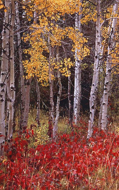 Honorable Mention - Scenic