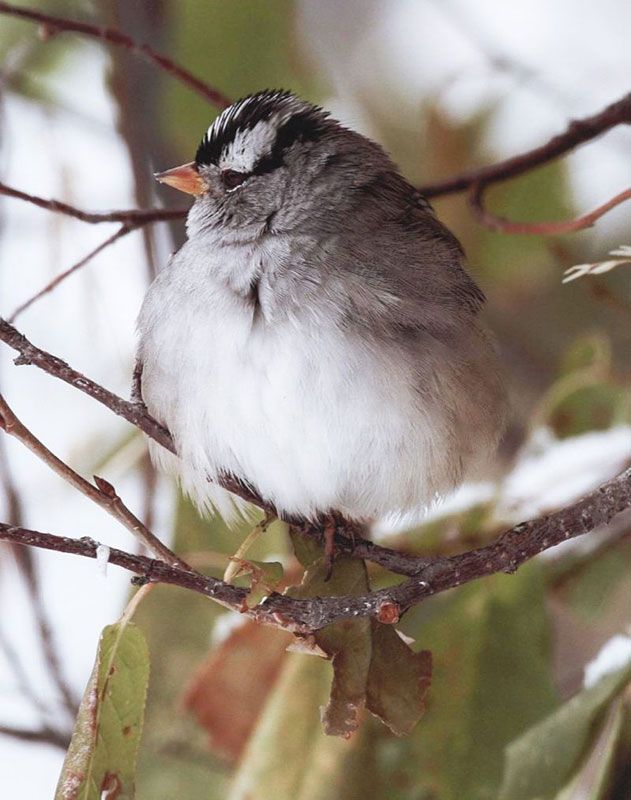 Honorable Mention - Wildlife