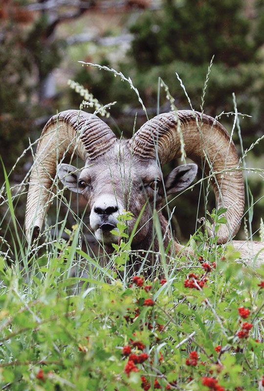 Honorable Mention - Wildlife