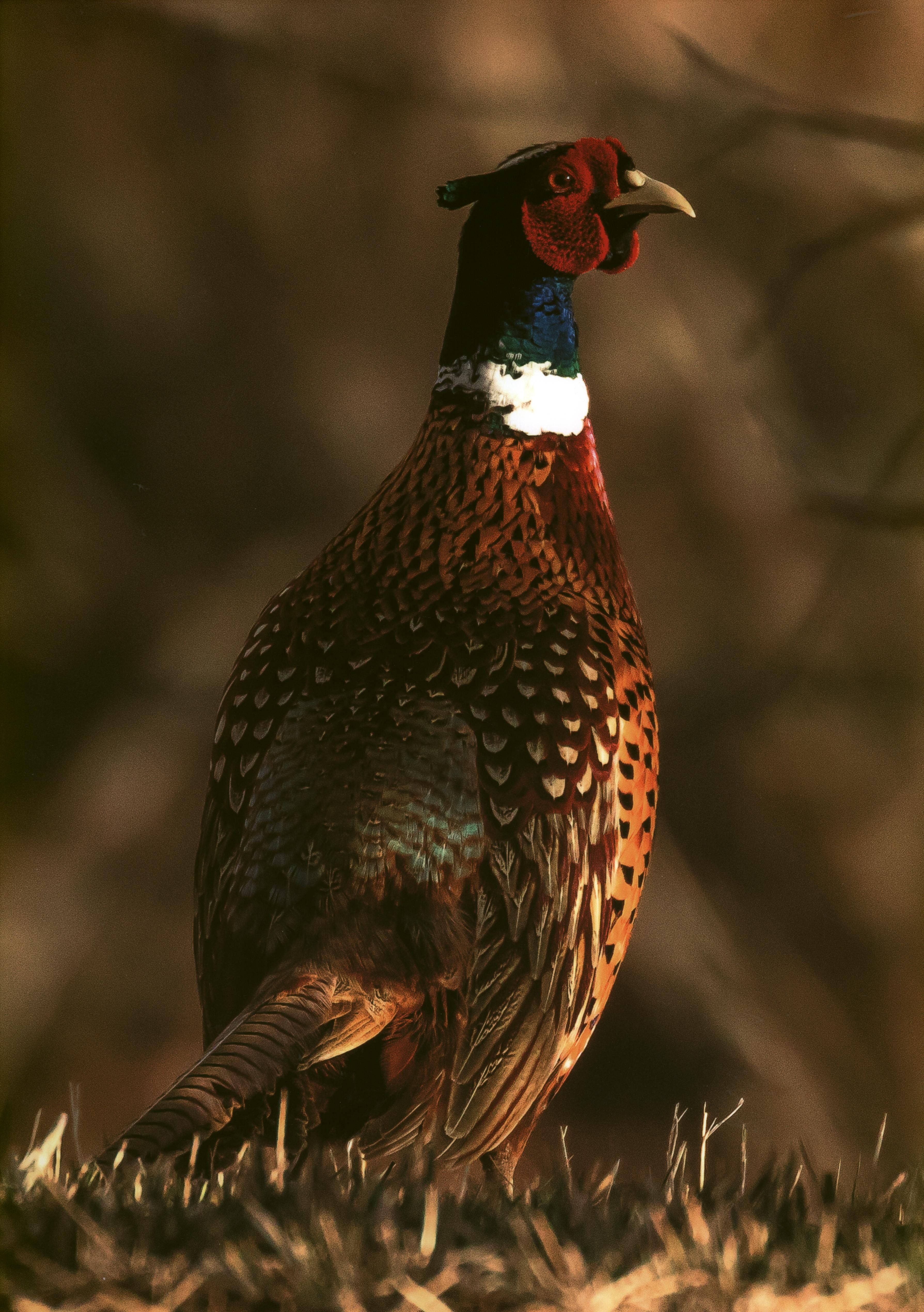 Honorable Mention - Wildlife