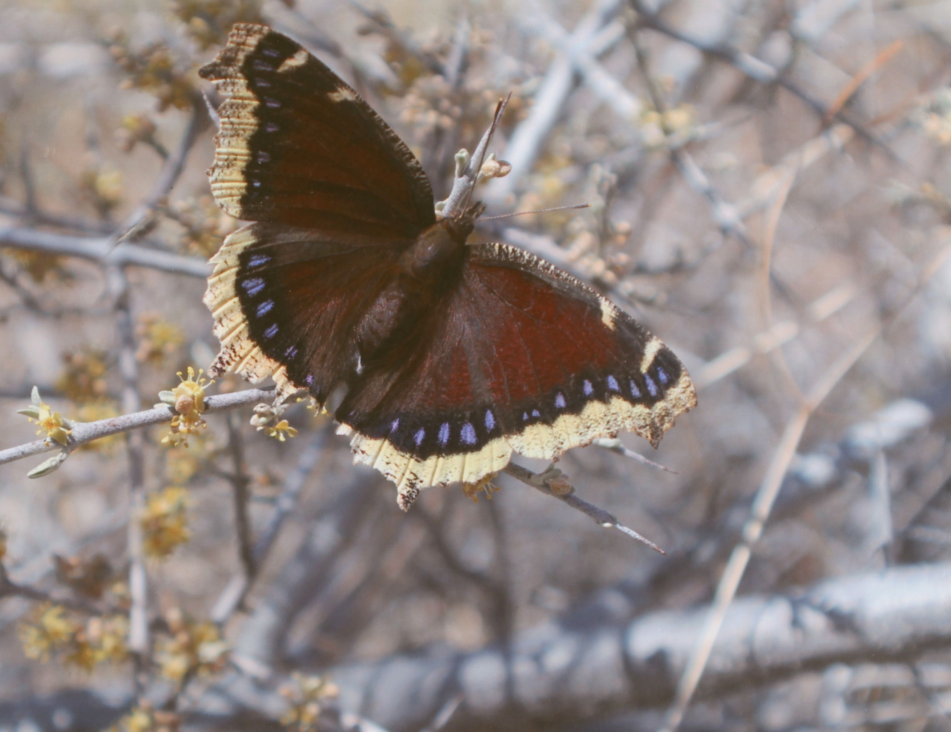 Honorable Mention - Wildlife