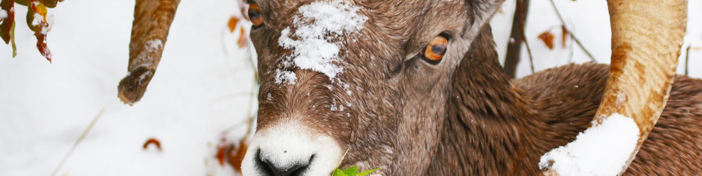 WELCOME TO SINKS CANYON