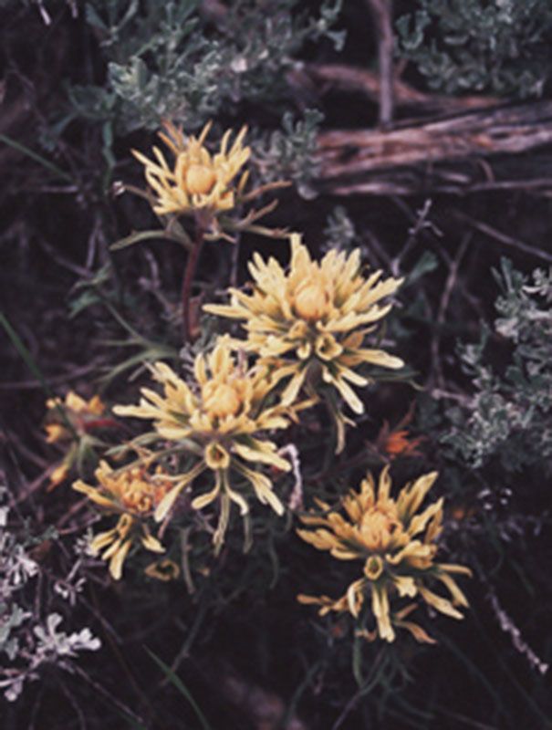 Honorable Mention - Flora