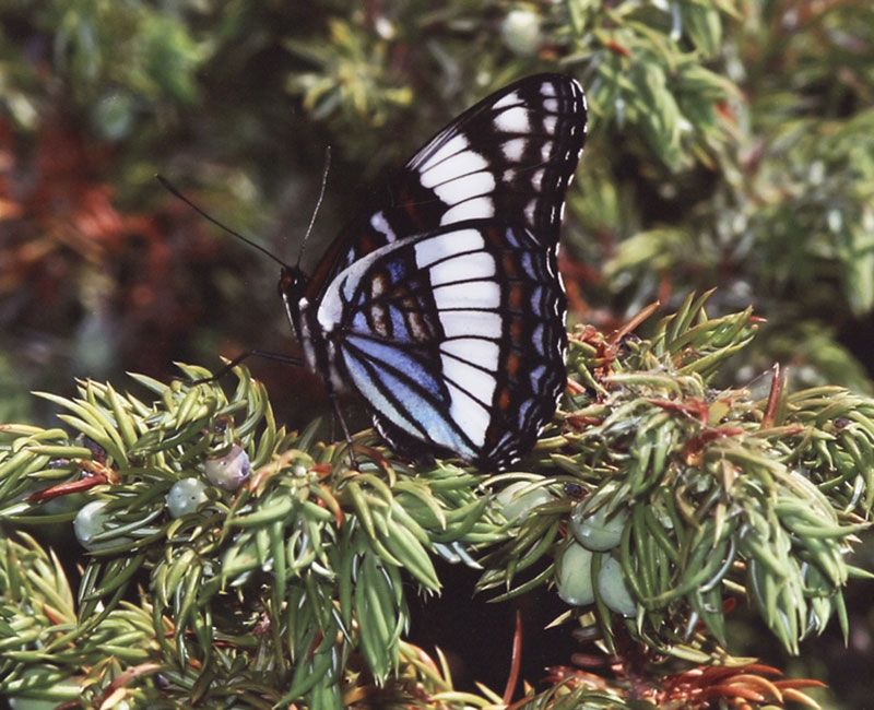 Honorable Mention - Wildlife