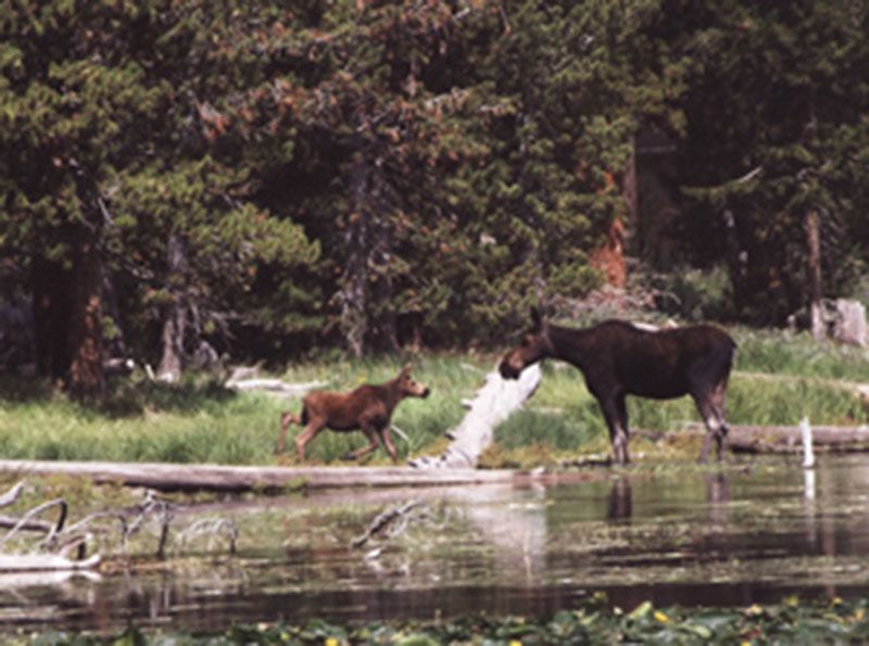 Honorable Mention - Wildlife