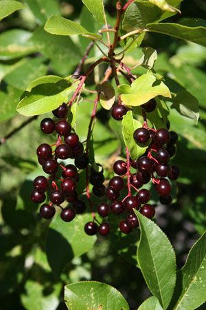 Chokecherries in the fall