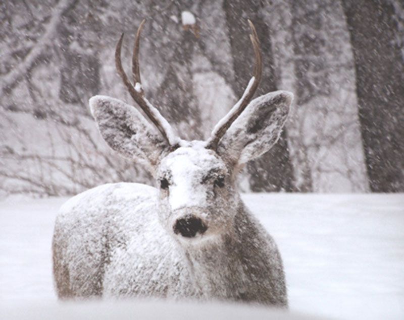 Honorable Mention - Wildlife