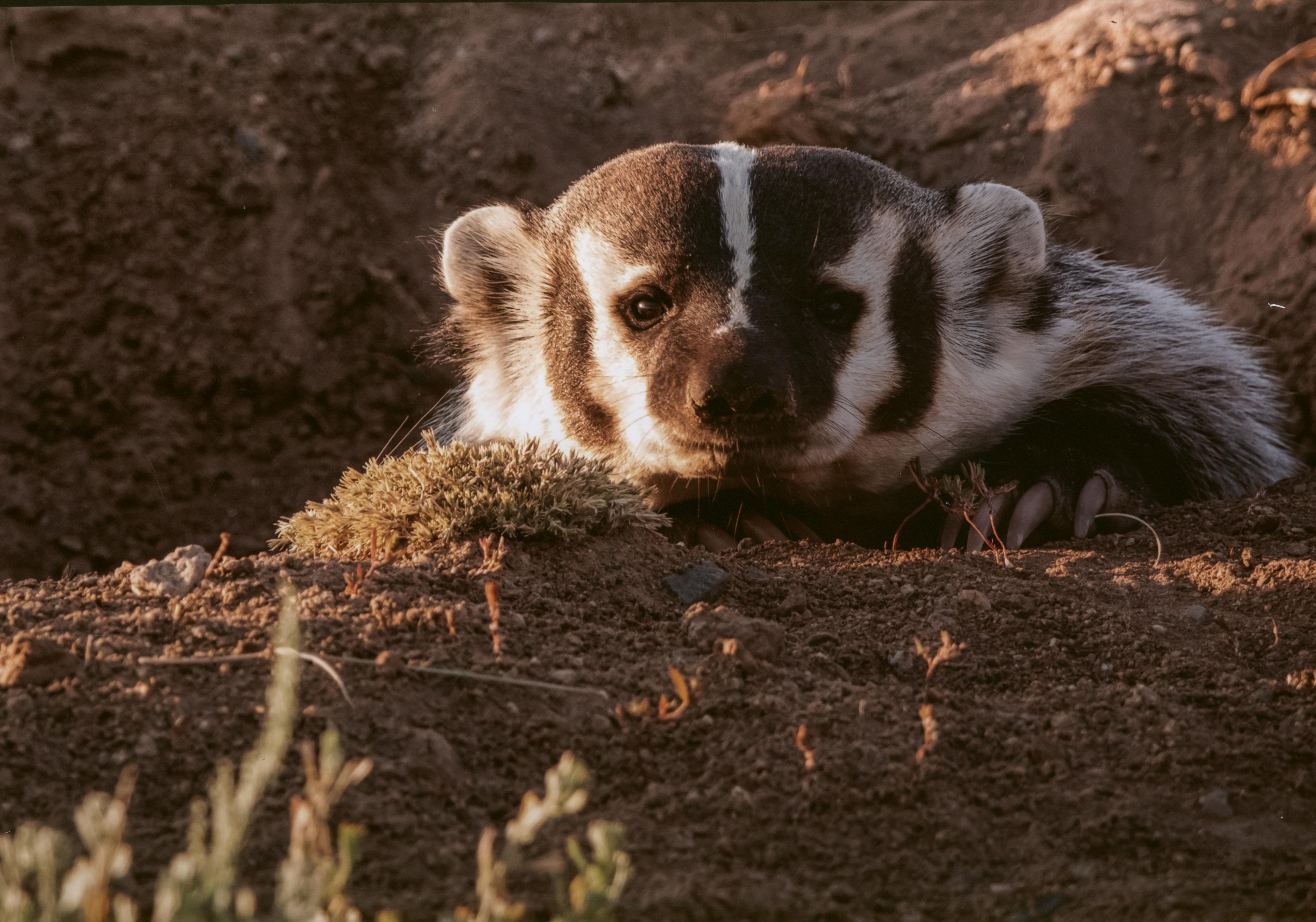 Honorable Mention - Wildlife