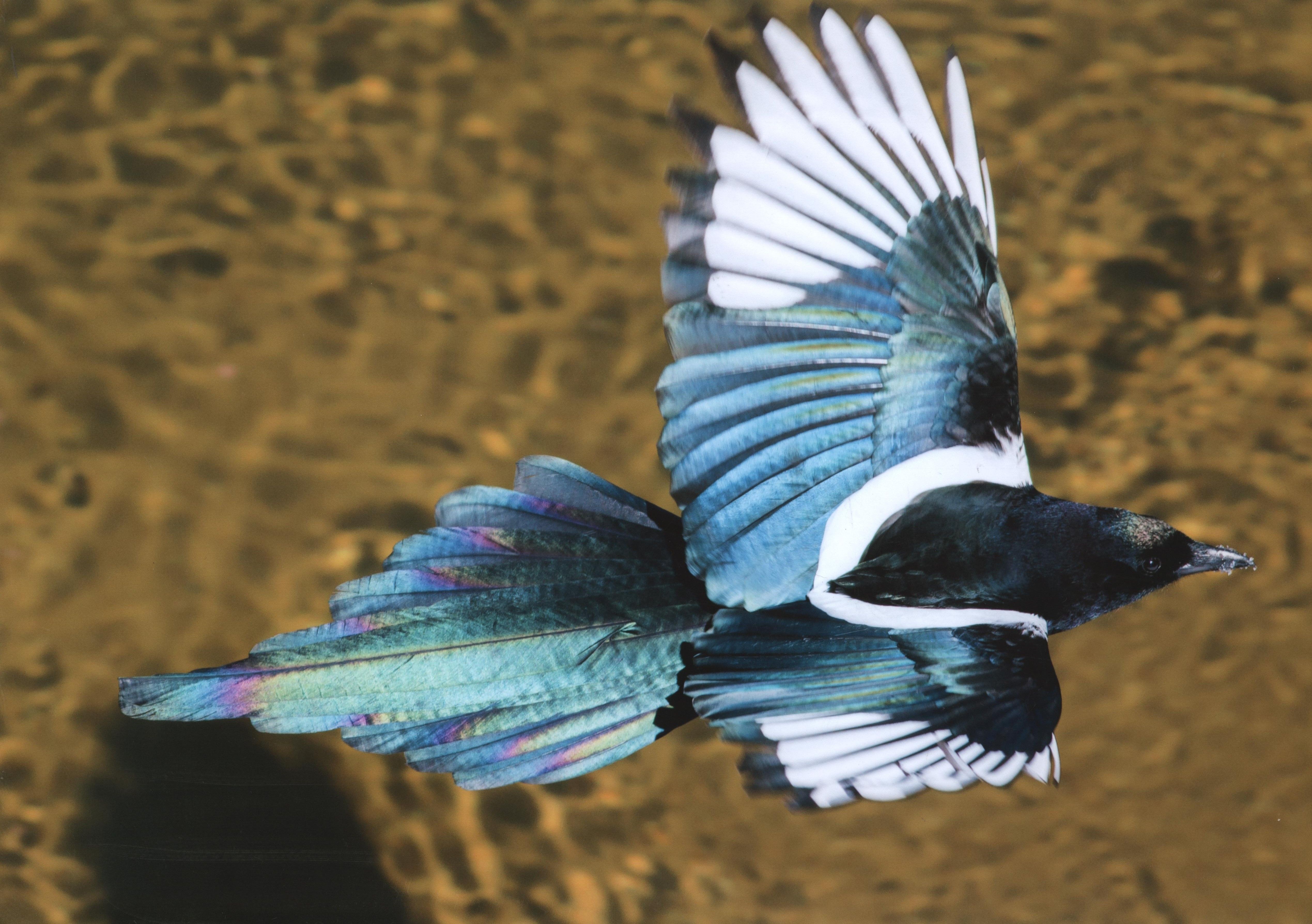 Honorable Mention - Wildlife