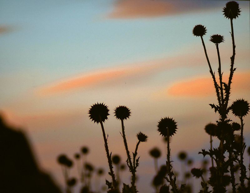 Honorable Mention - Flora