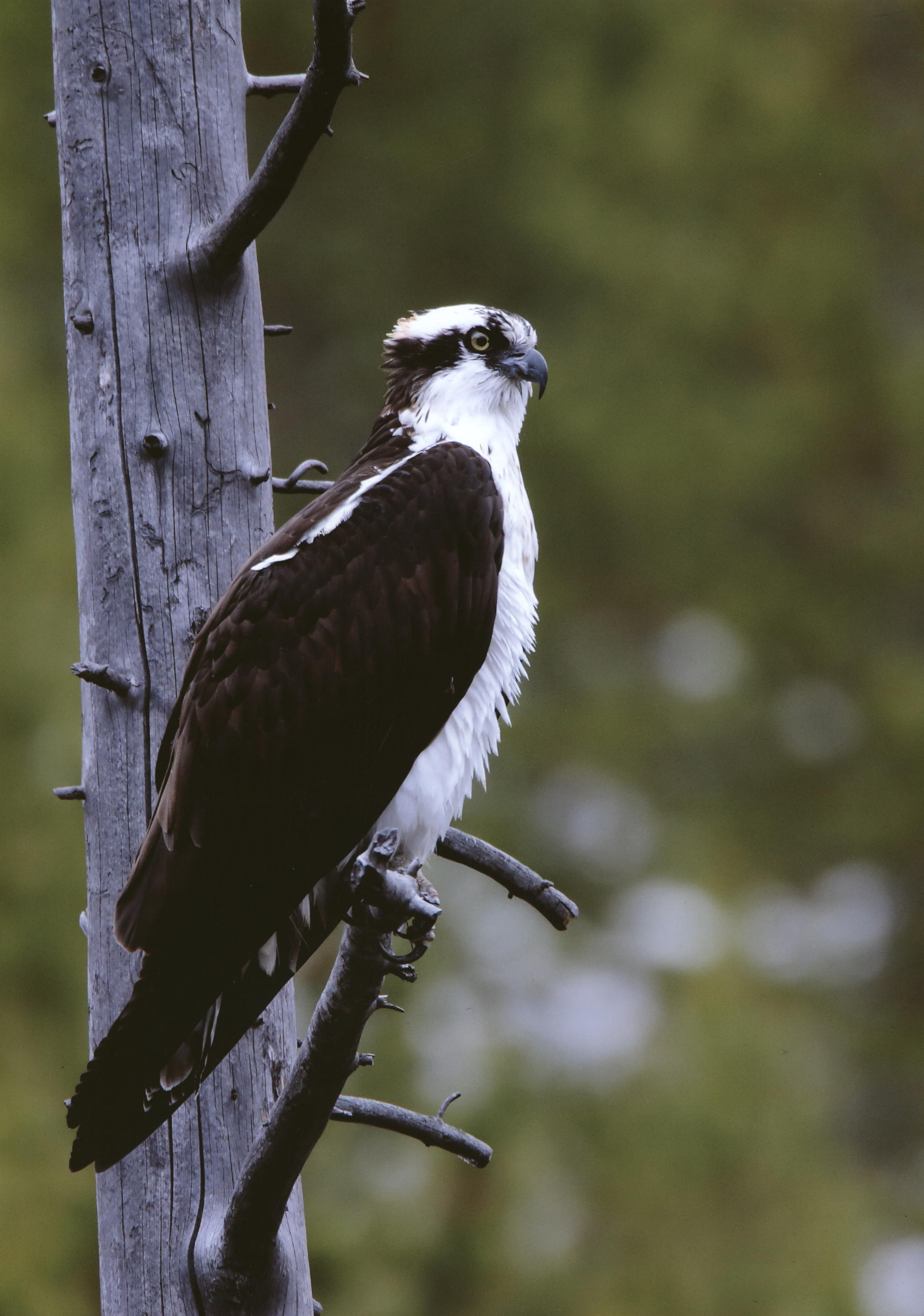 Honorable Mention - Wildlife