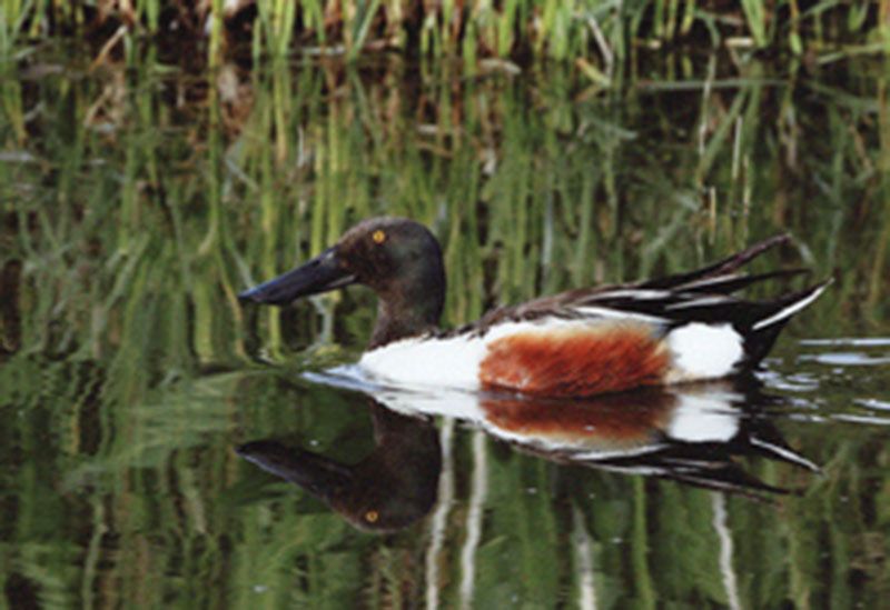 Honorable Mention - Wildlife