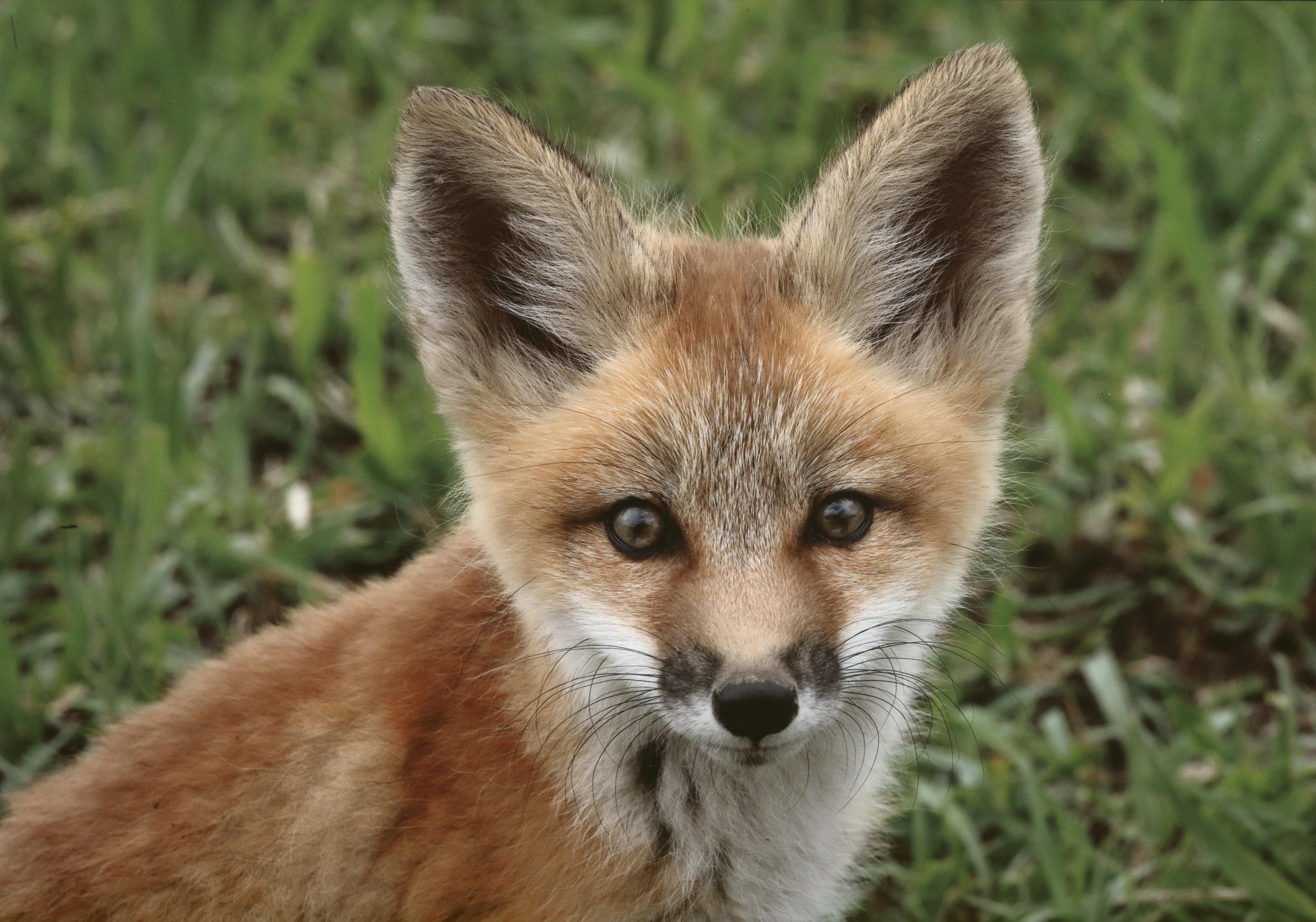 Honorable Mention - Wildlife