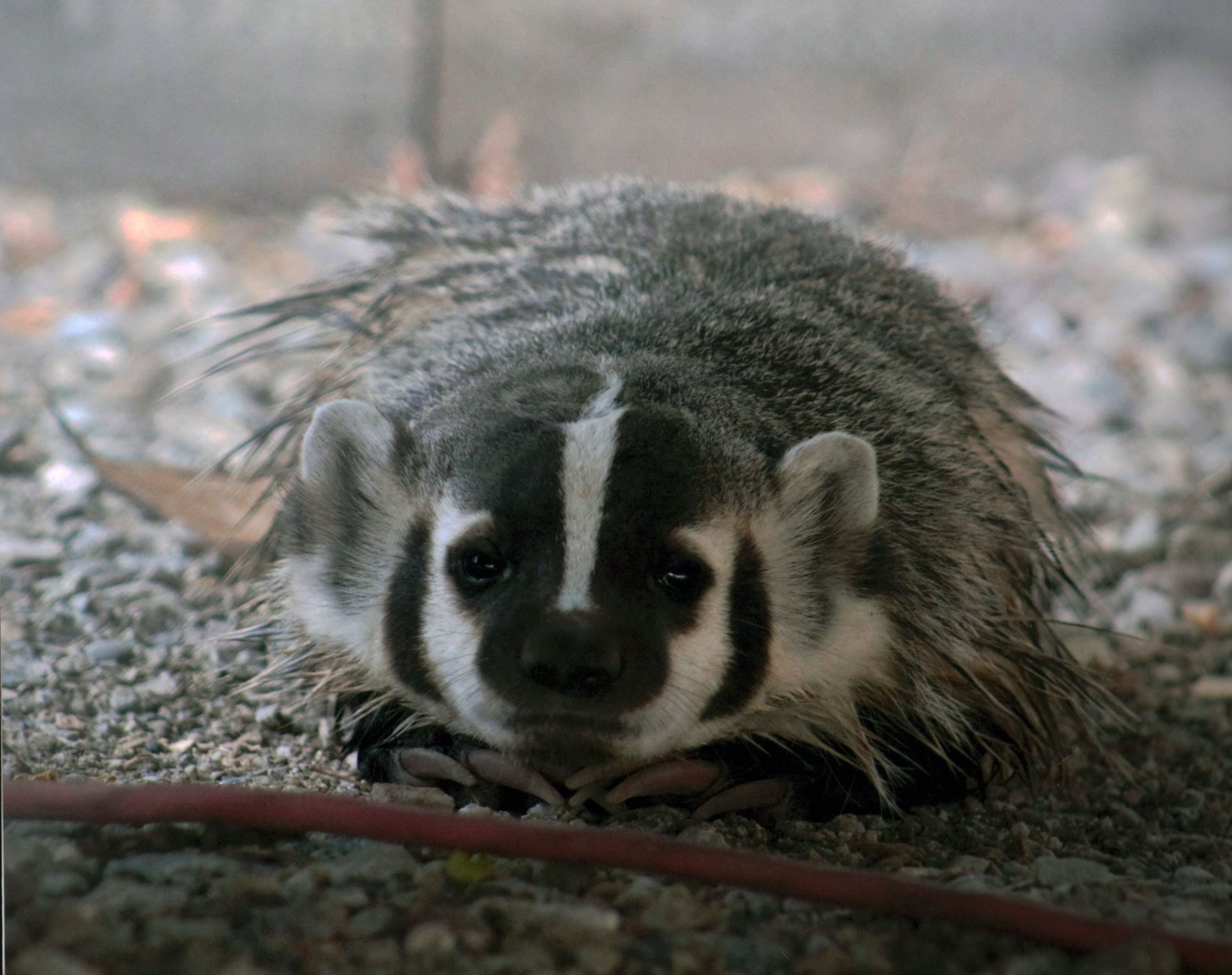 Honorable Mention - Wildlife