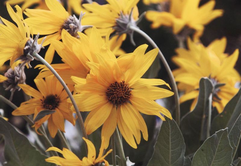 Honorable Mention - Flora