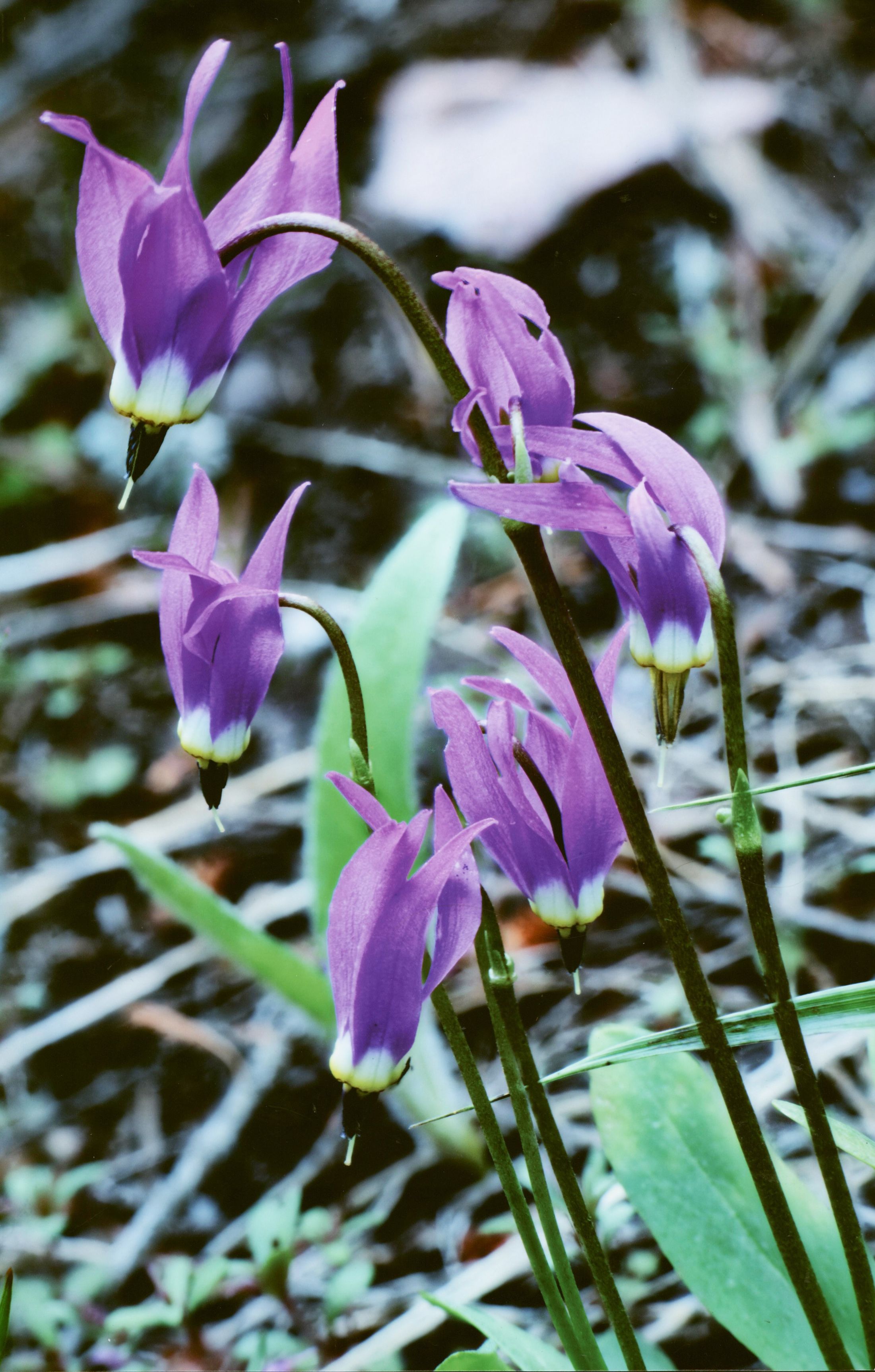 Honorable Mention - Flora