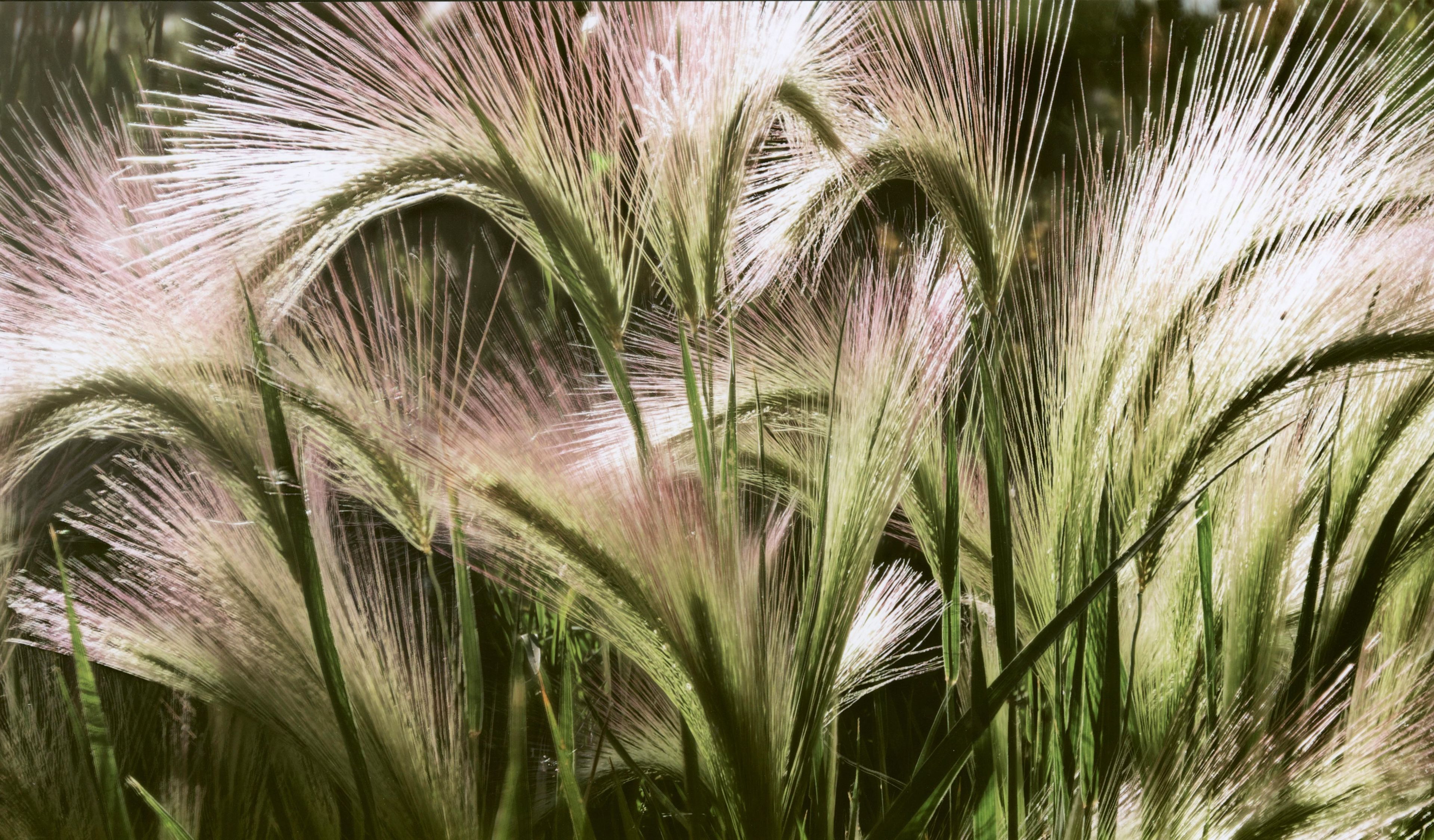 Honorable Mention - Flora