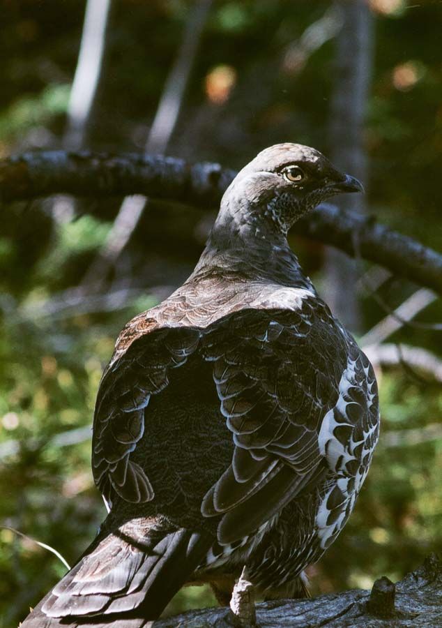 Honorable Mention-wildlife