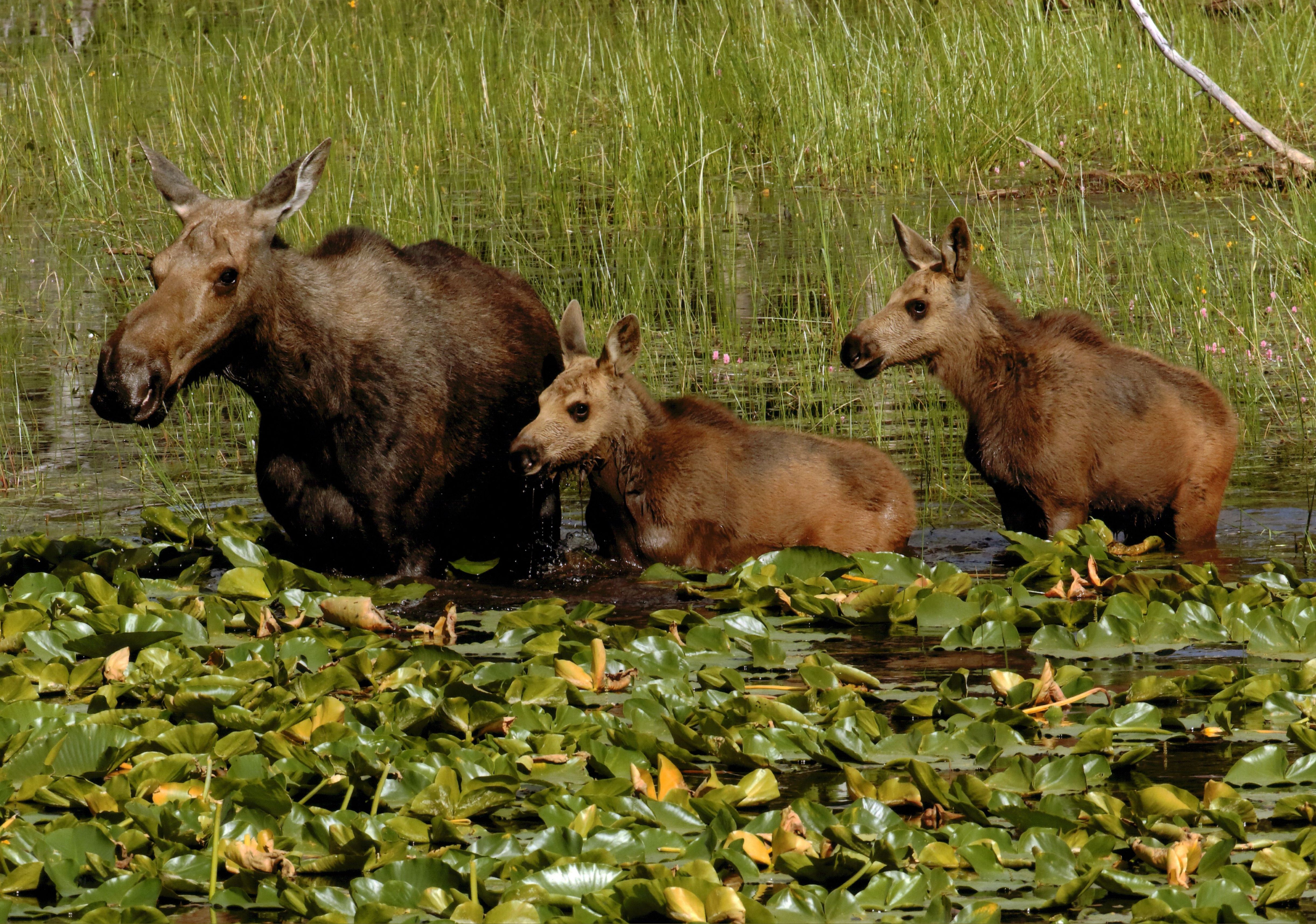 Honorable Mention - Wildlife