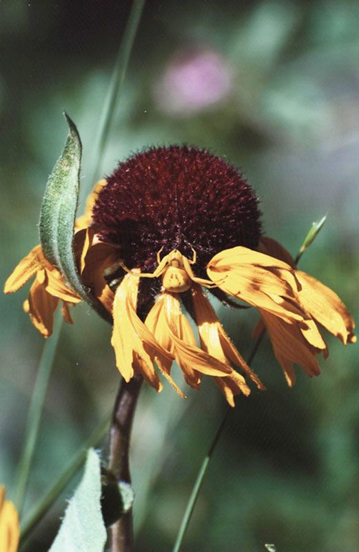 Honorable Mention - Flora