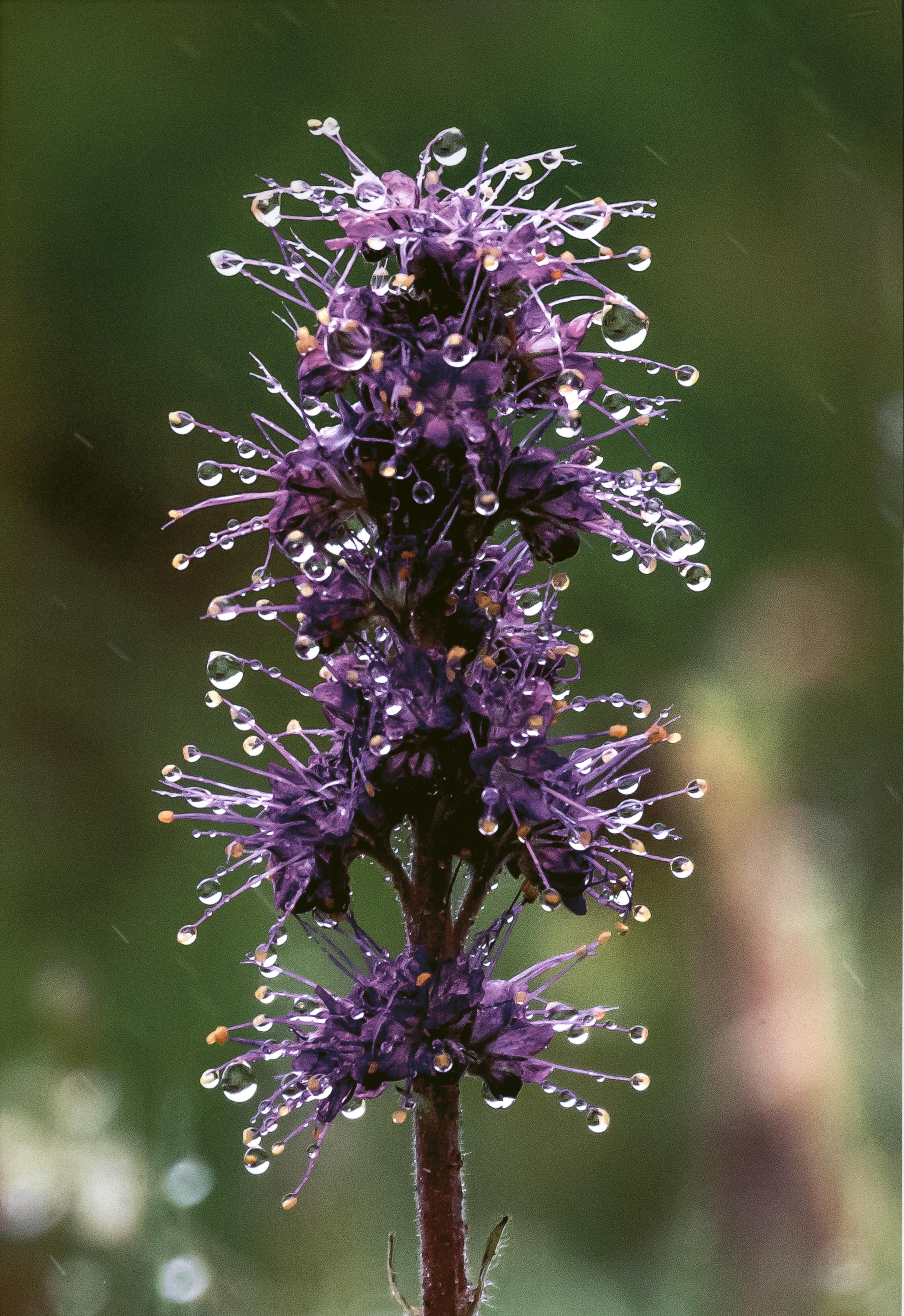 Honorable Mention - Flora