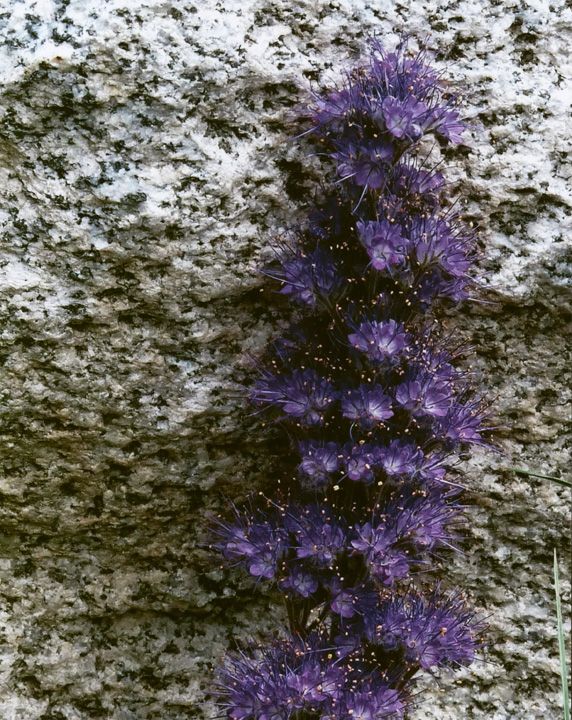 Honorable Mention - Flora