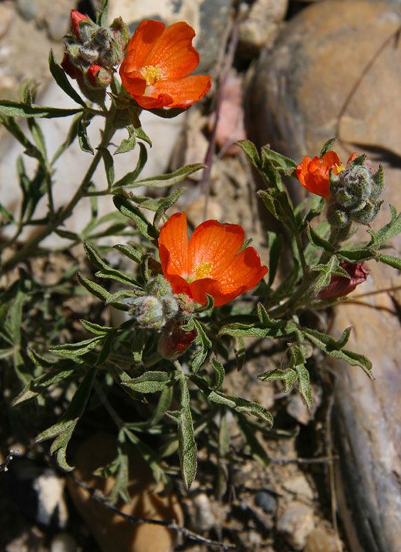 Scarlet Globemallow