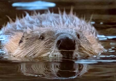 Top Ten - Jared Kail