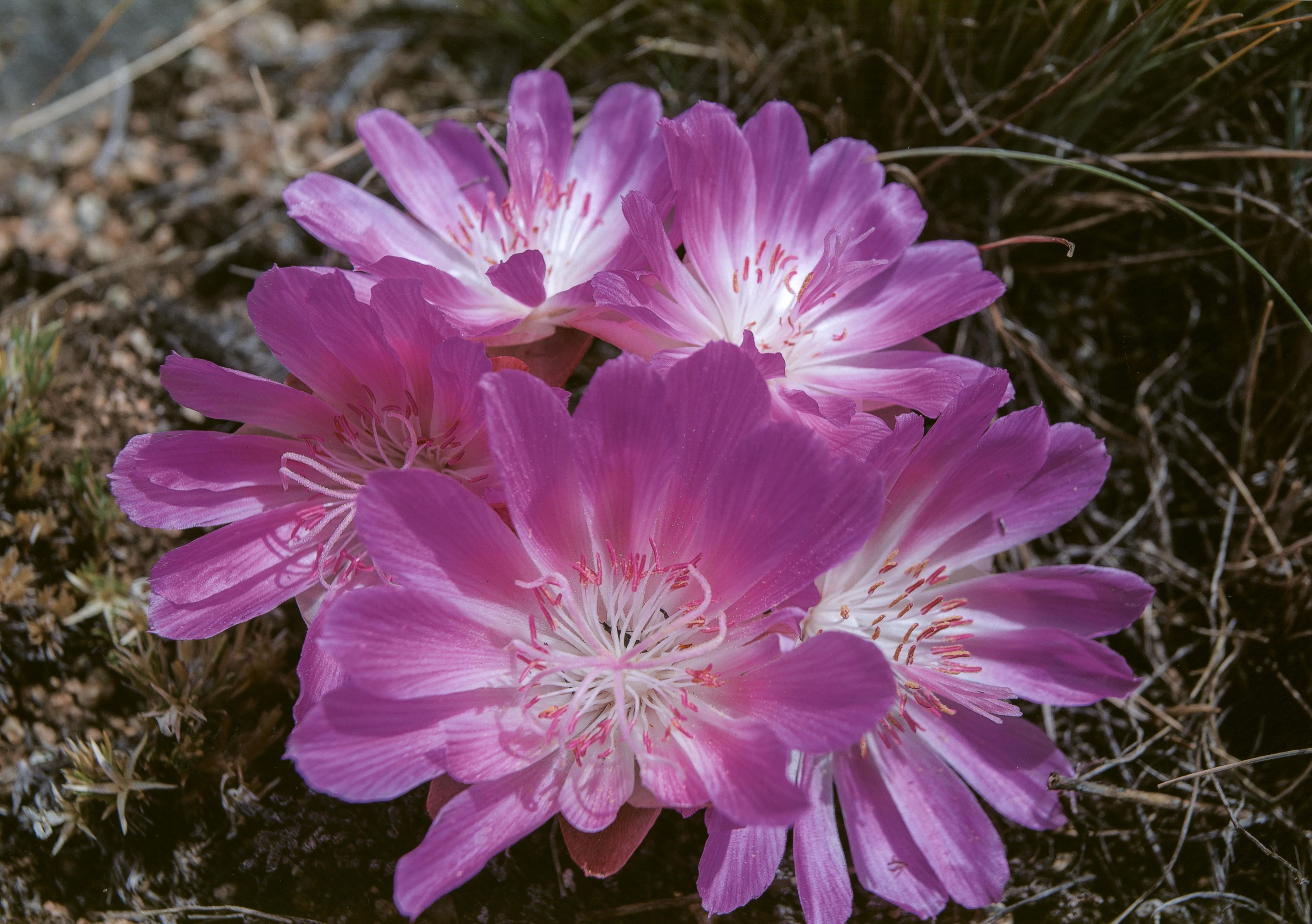 Honorable Mention - Flora