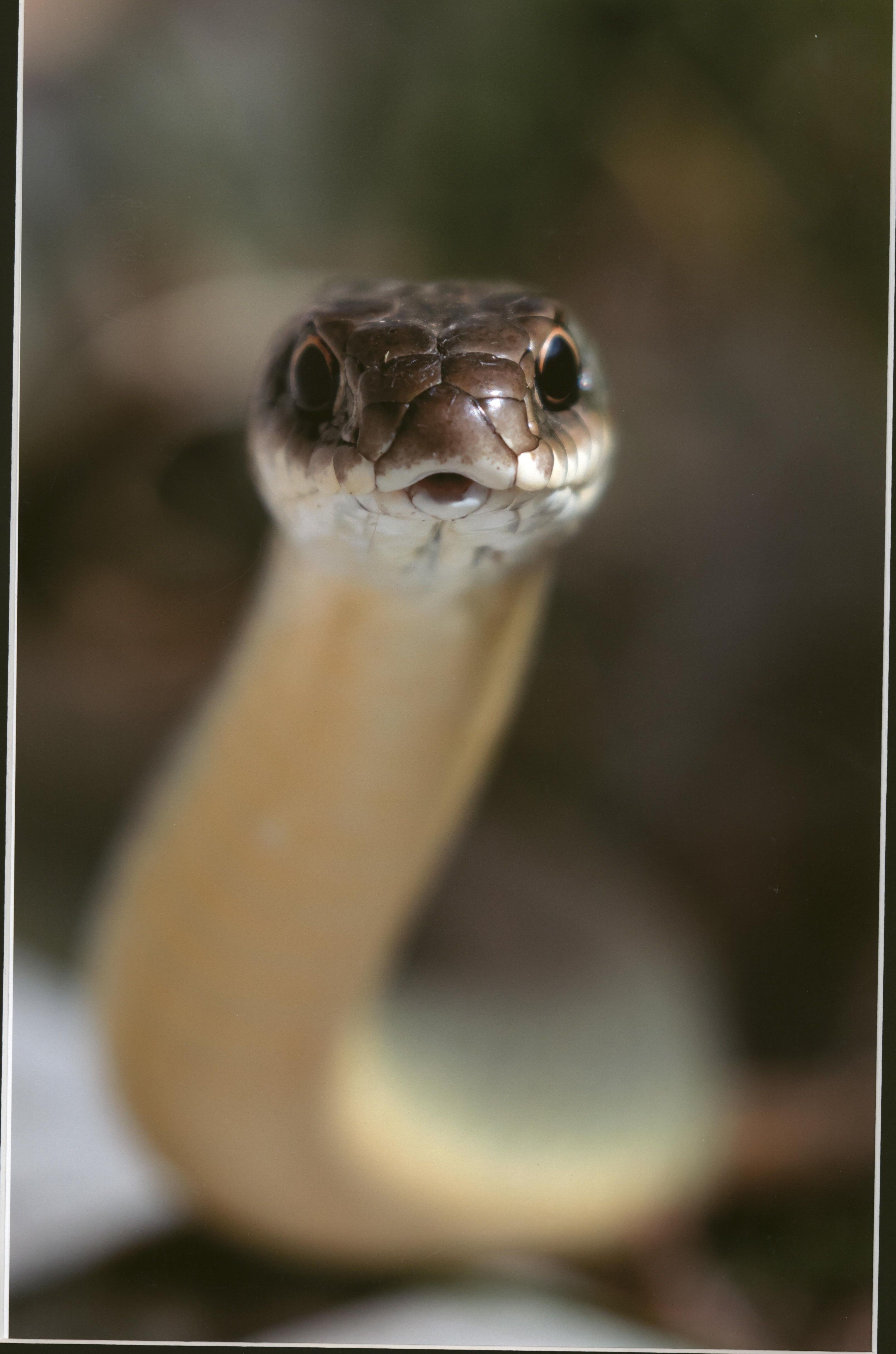 Honorable Mention - Wildlife