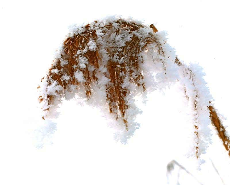 Honorable Mention - Flora