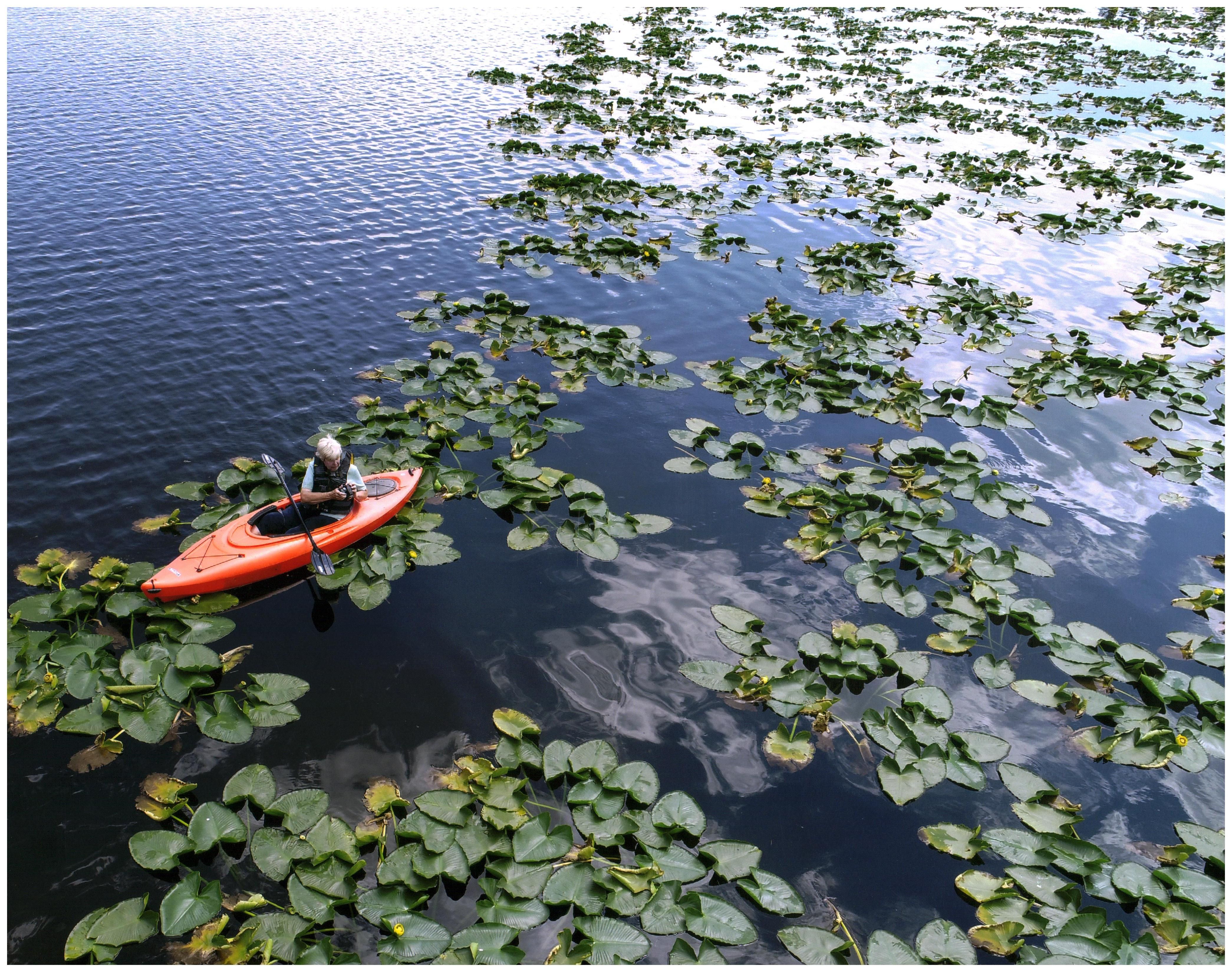 Honorable Mention - Potpourri