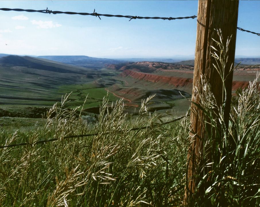 Honorable Mention - Flora