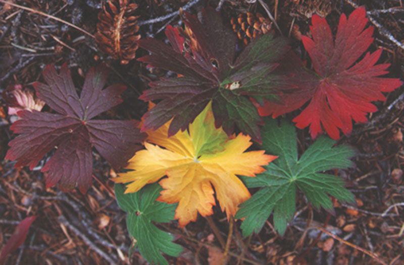 Honorable Mention - Flora