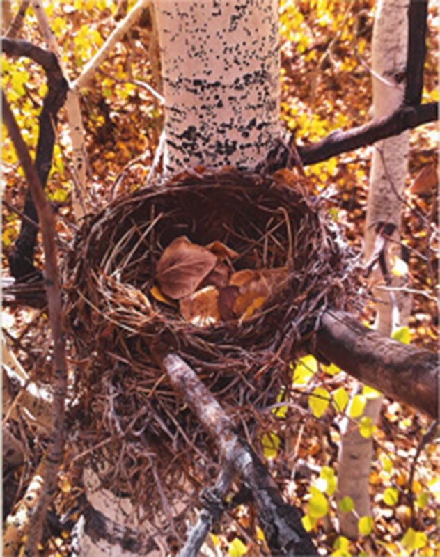 Honorable Mention - Potpourri