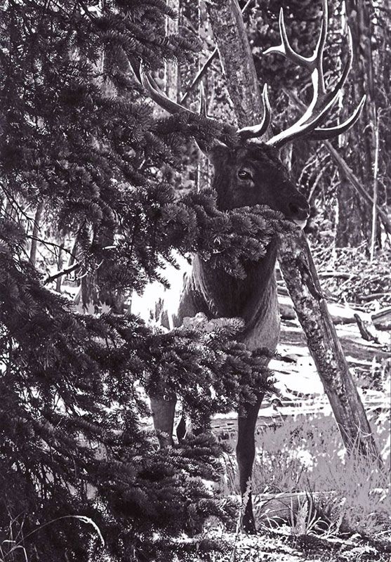 Honorable Mention - Wildlife