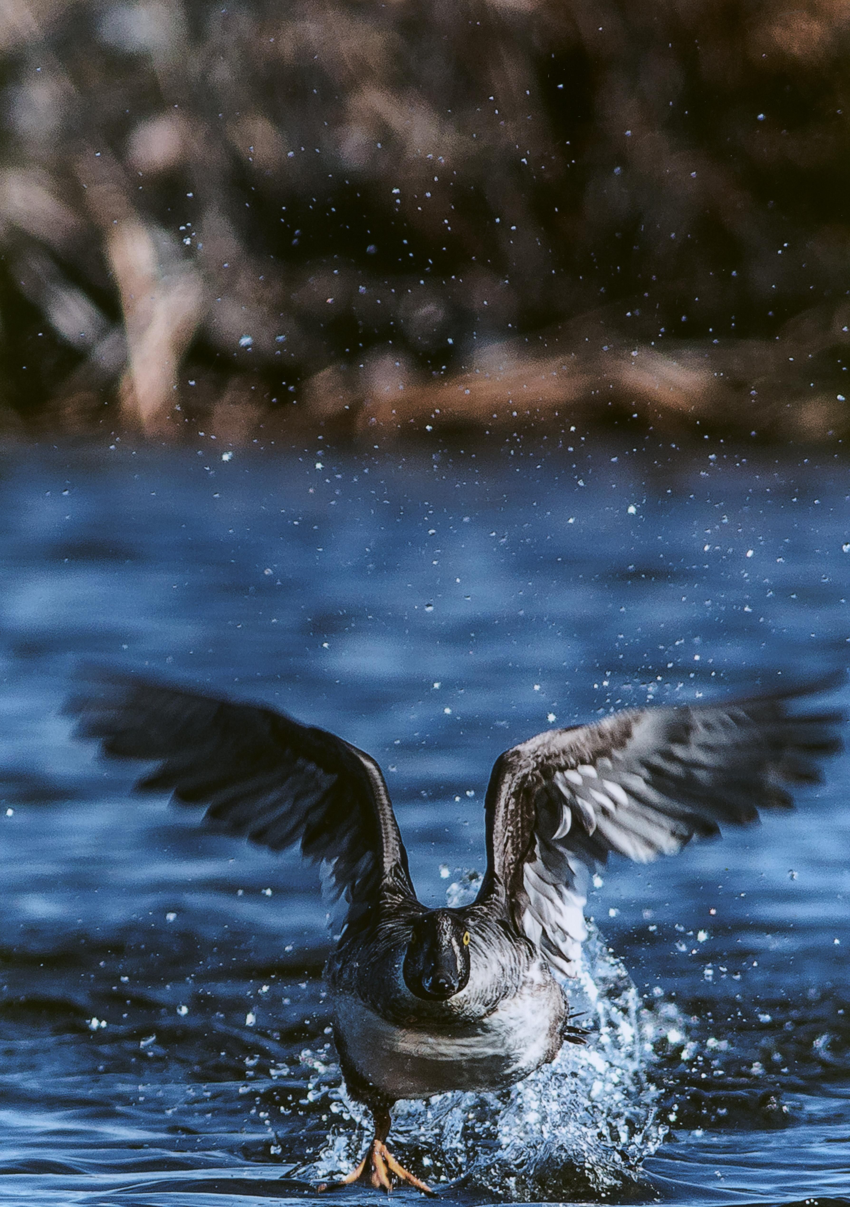 Honorable Mention - Wildlife