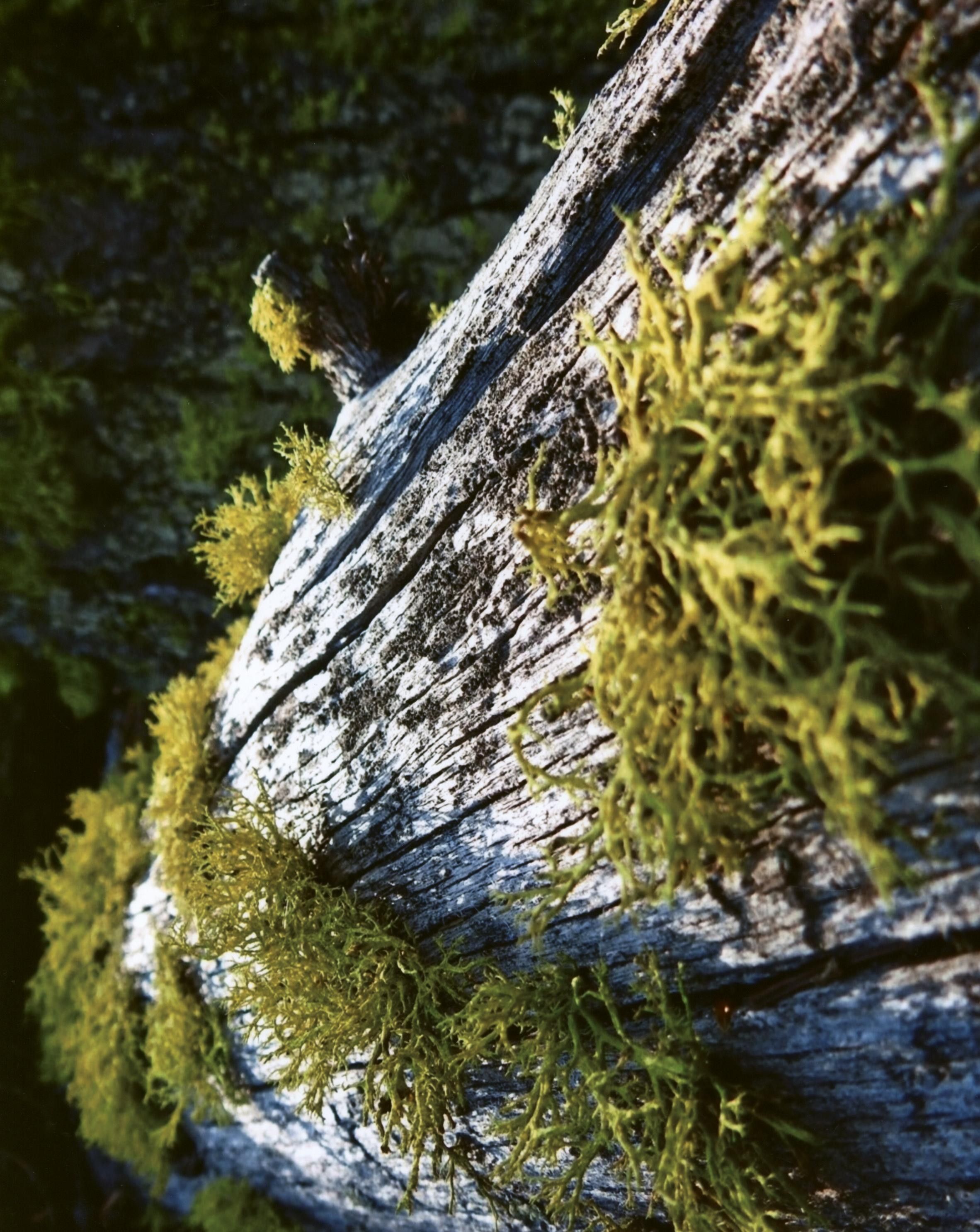 Honorable Mention - Flora