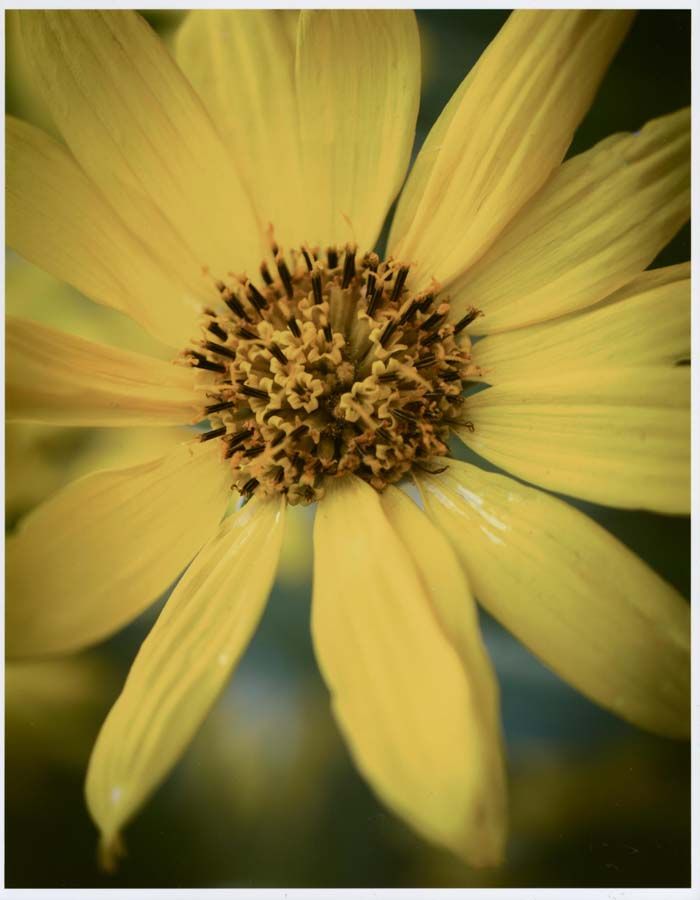 Honorable Mention-Flora