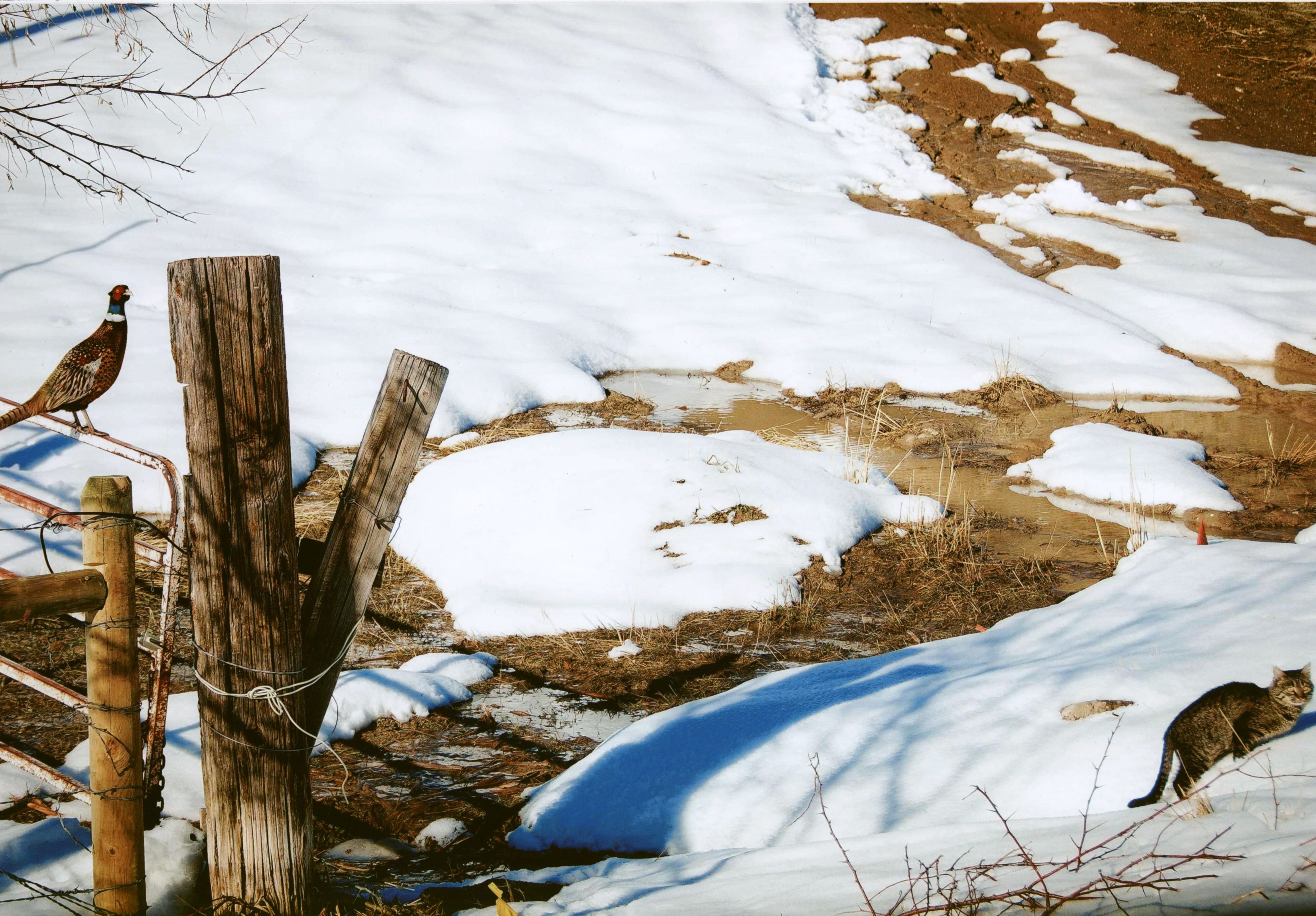 Honorable Mention - Potpourri