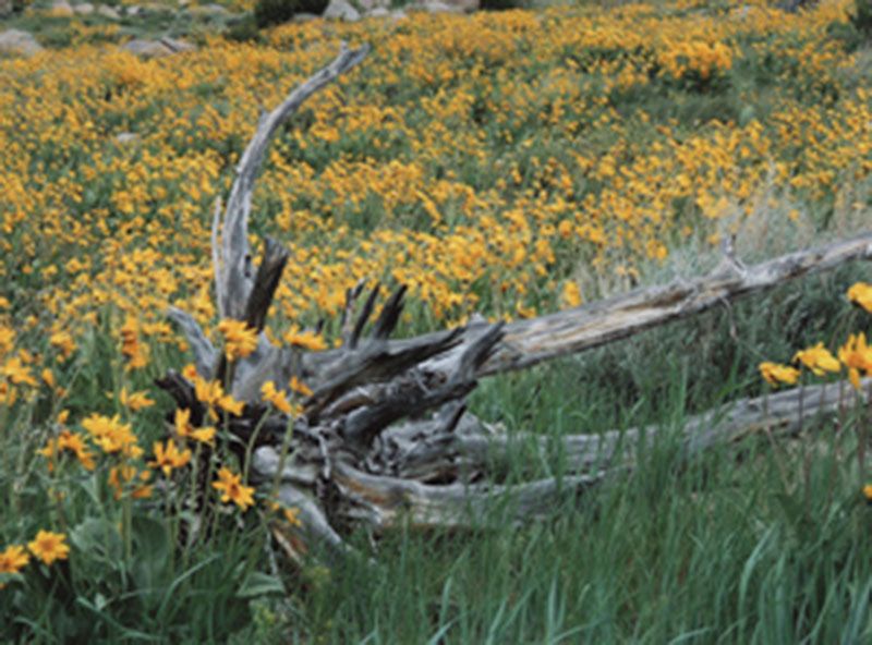 Honorable Mention - Flora