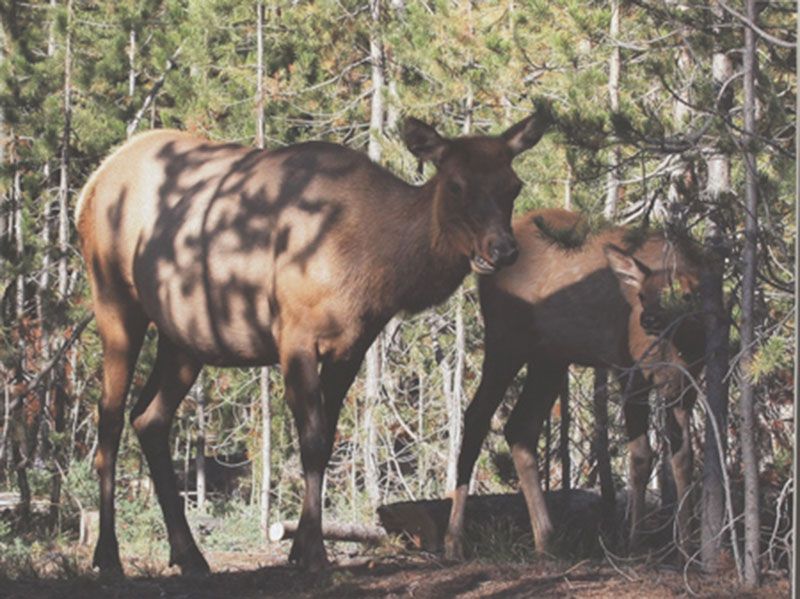 Honorable Mention - Wildlife