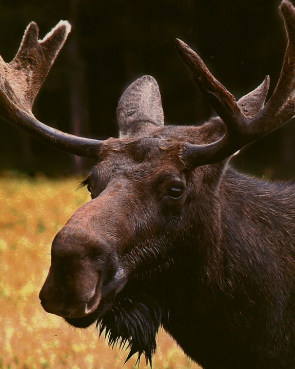 Honorable Mention - Wildlife