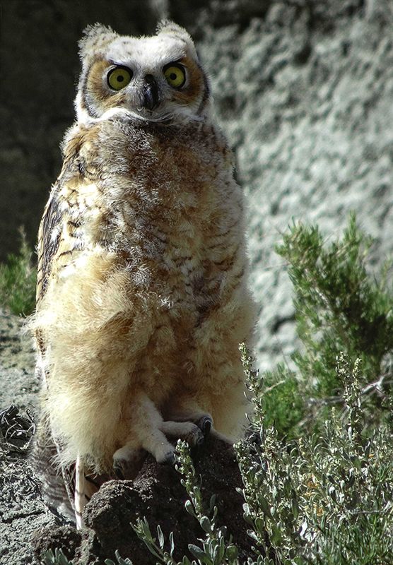 Honorable Mention - Wildlife