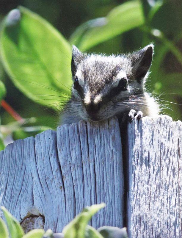 Honorable Mention - Wildlife