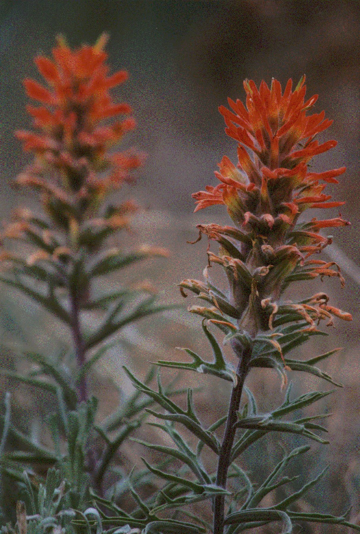 Honorable Mention - Flora