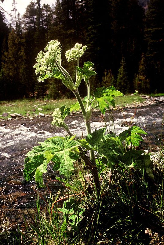 Cow Parsnip