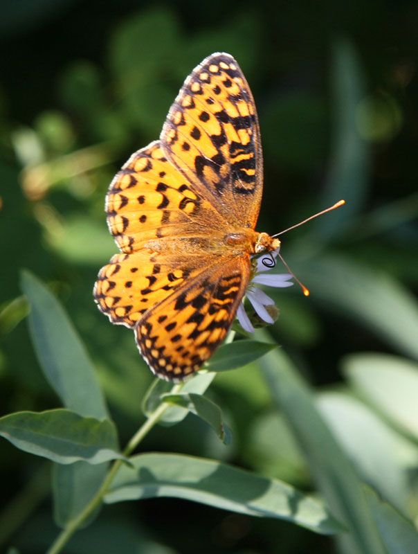 Butterfly on Aster