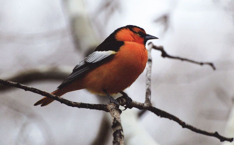 Honorable Mention - Wildlife