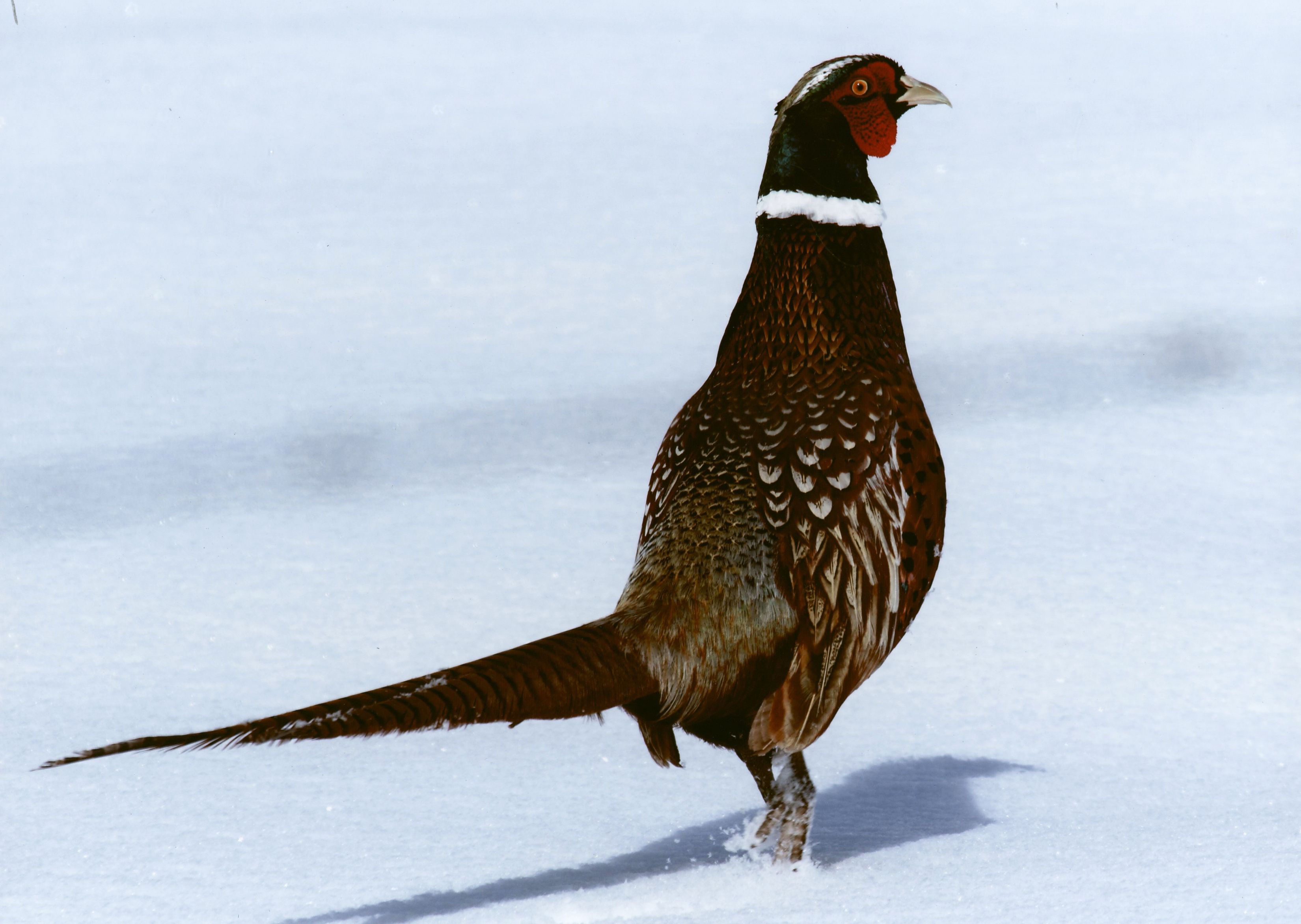 Honorable Mention - Wildlife